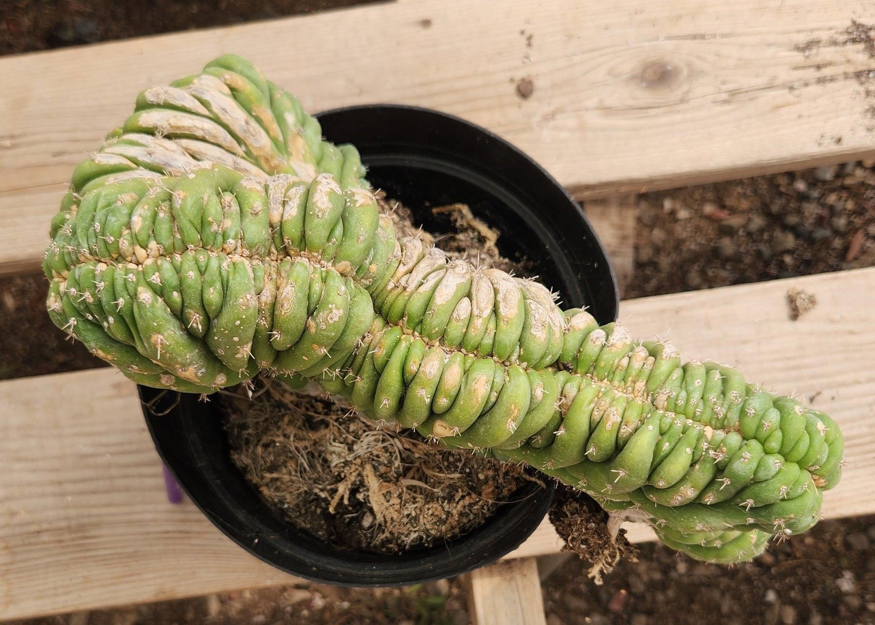 #EC276 EXACT Trichocereus Pachanoi Crested Cactus-Cactus - Large - Exact-The Succulent Source