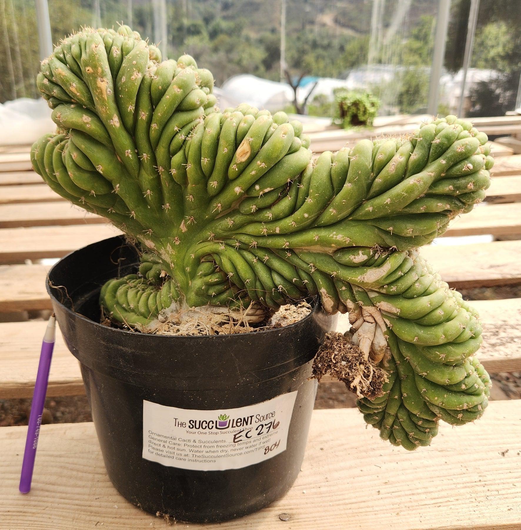 #EC276 EXACT Trichocereus Pachanoi Crested Cactus-Cactus - Large - Exact-The Succulent Source