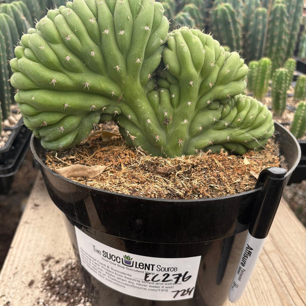 サンヨー Cacti EC276 EXACT Trichocereus Pachanoi Crested Cactus in 8” container