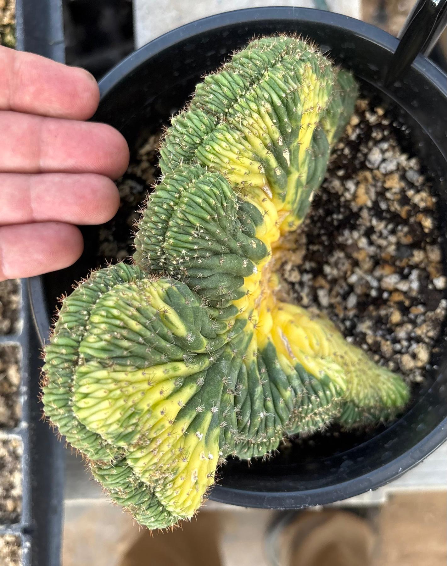 San Pedro Cactus for Sale Trichocereus - #EC276 EXACT Trichocereus
