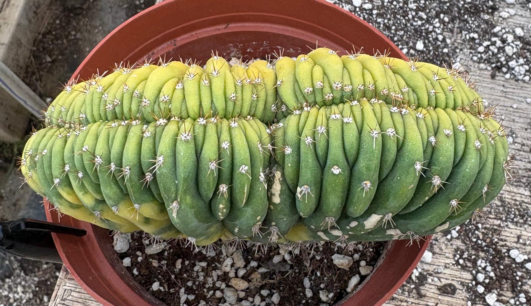 #EC276 EXACT Trichocereus Pachanoi Variegated Crested China Gold Cactus in 6” container-Cactus - Large - Exact-The Succulent Source