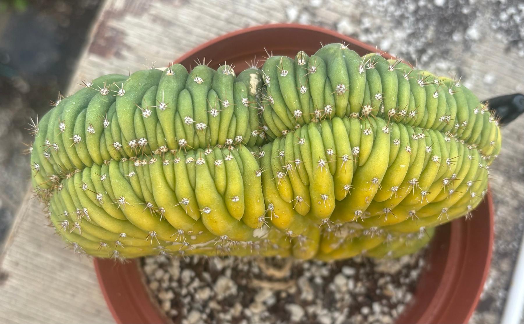 #EC276 EXACT Trichocereus Pachanoi Variegated Crested China Gold Cactus in 6” container-Cactus - Large - Exact-The Succulent Source