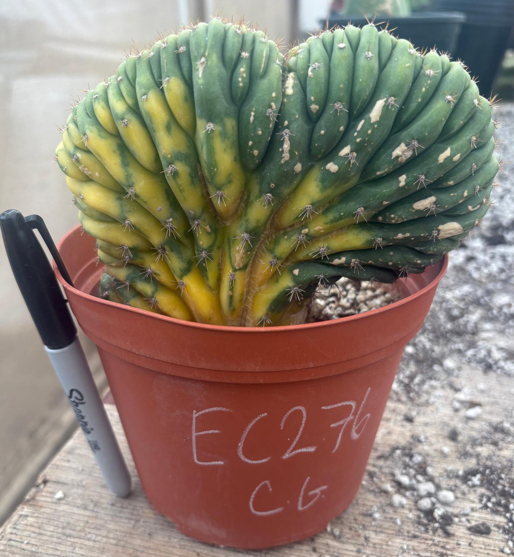 #EC276 EXACT Trichocereus Pachanoi Variegated Crested China Gold Cactus in 6” container-Cactus - Large - Exact-The Succulent Source