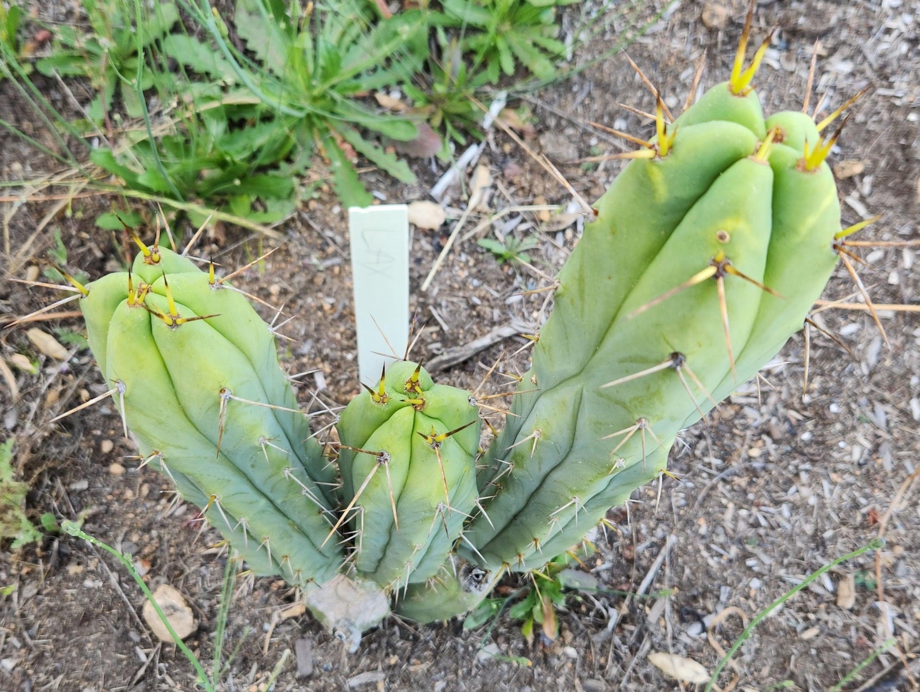 #EC277 EXACT Trichocereus Bridgesii Lost Label Cactus Cutting 7-8"-Cactus - Large - Exact-The Succulent Source