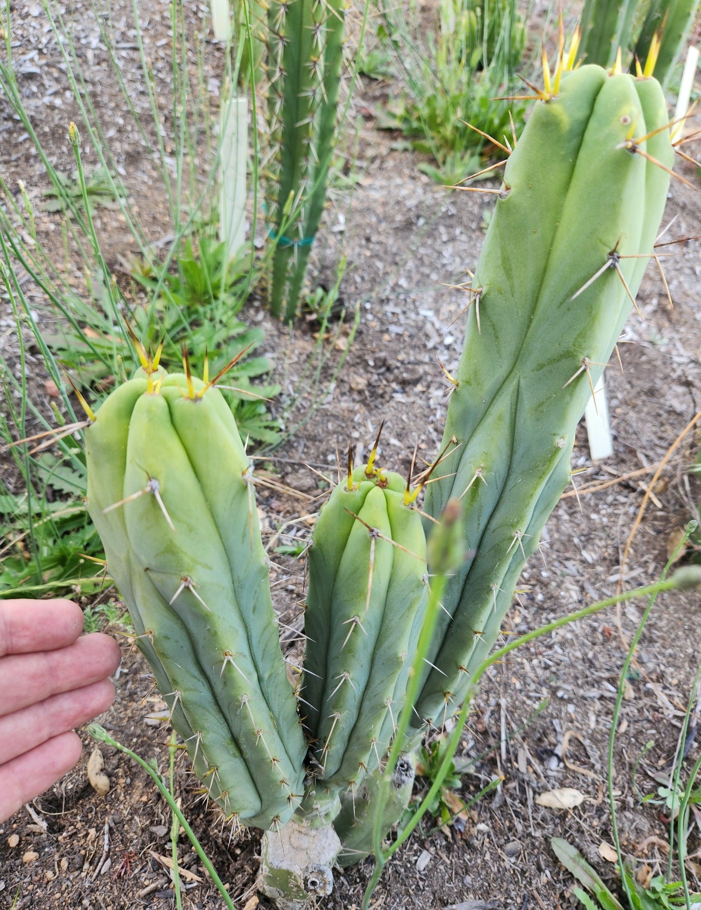 #EC277 EXACT Trichocereus Bridgesii Lost Label Cactus Cutting 7-8"-Cactus - Large - Exact-The Succulent Source