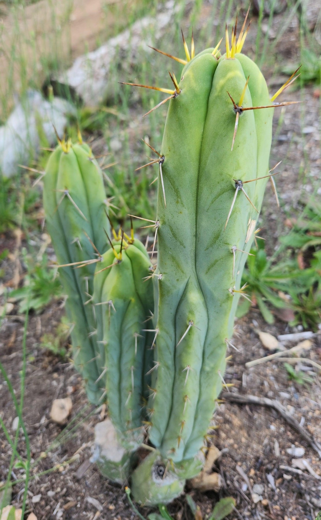 #EC277 EXACT Trichocereus Bridgesii Lost Label Cactus Cutting 7-8"-Cactus - Large - Exact-The Succulent Source