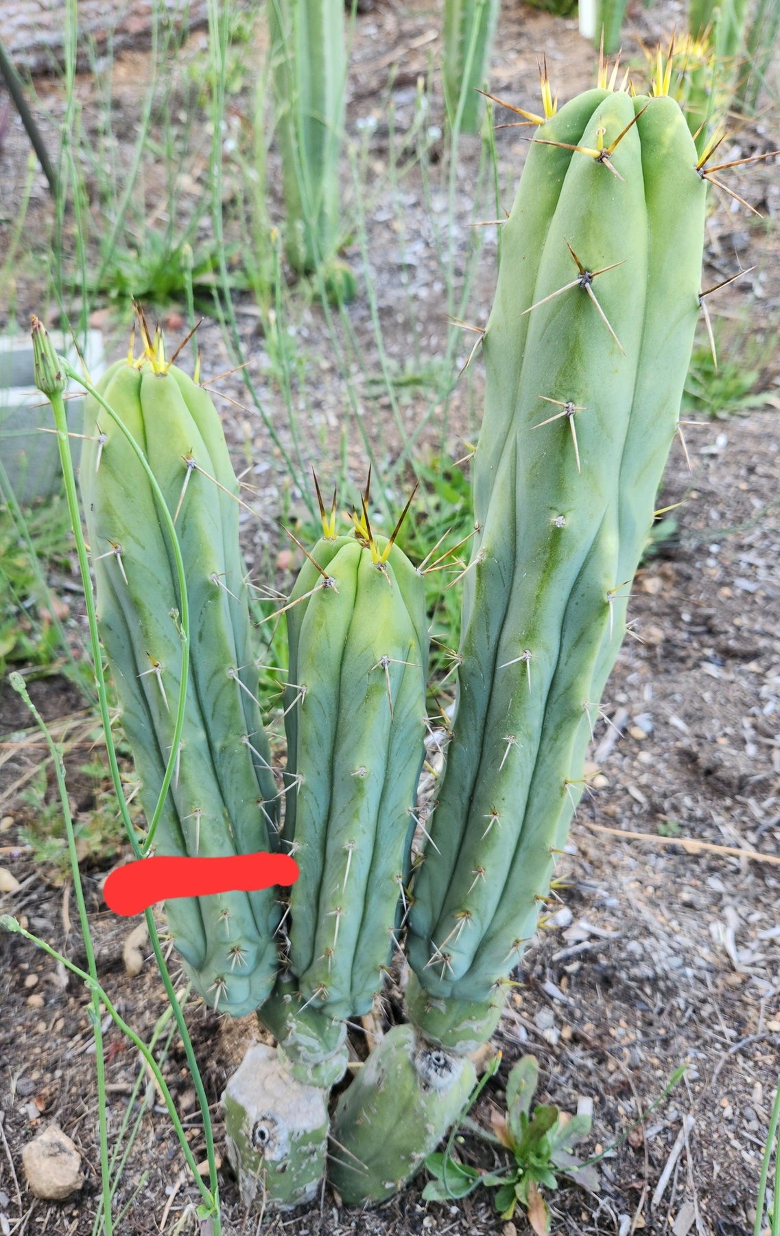 #EC277 EXACT Trichocereus Bridgesii Lost Label Cactus Cutting 7-8"-Cactus - Large - Exact-The Succulent Source