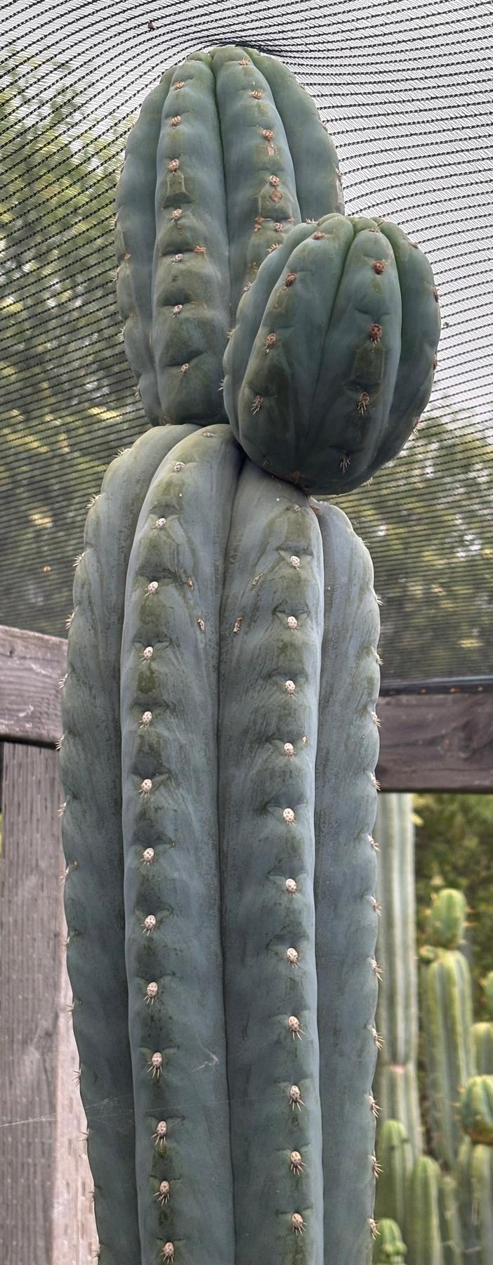 #EC277 EXACT Trichocereus Pachanoi Dan X Sharxx Blue “King Daniel” 18” cutting-Cactus - Large - Exact-The Succulent Source