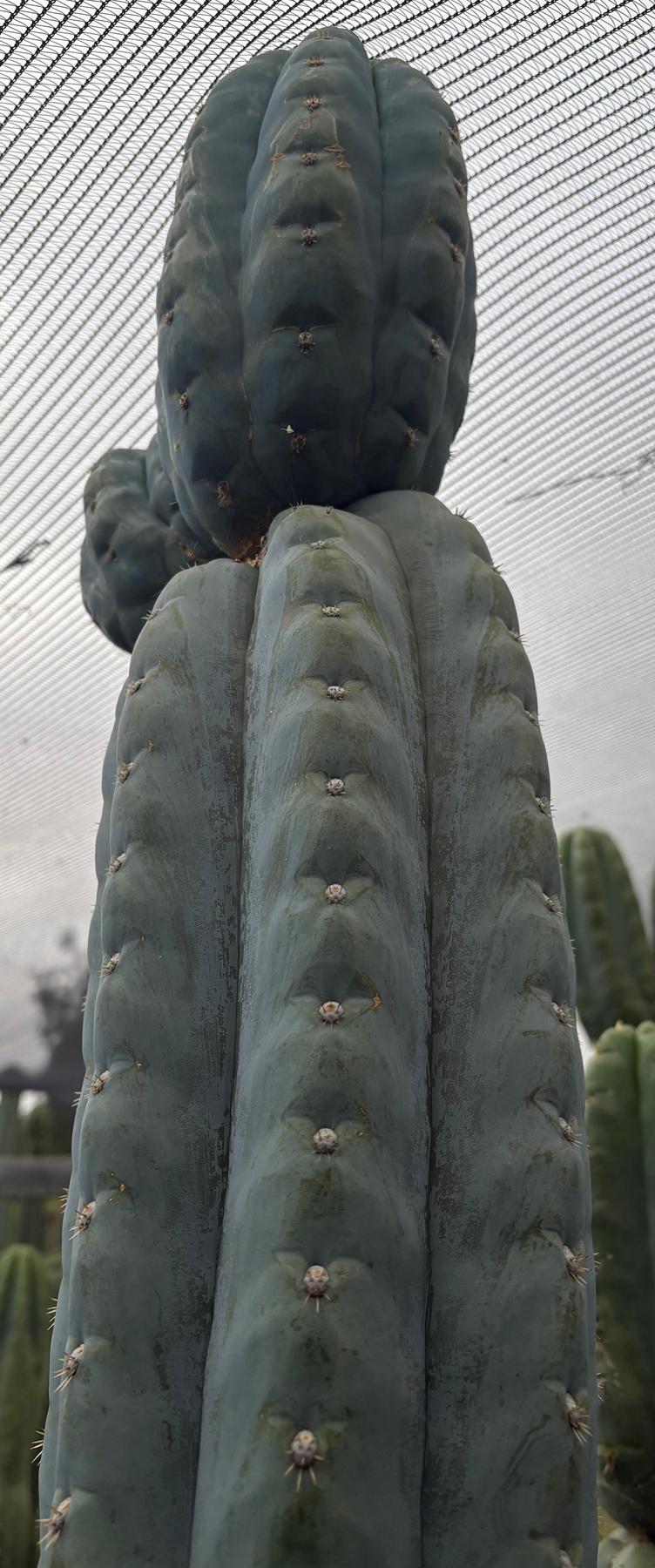 #EC277 EXACT Trichocereus Pachanoi Dan X Sharxx Blue “King Daniel” 18” cutting-Cactus - Large - Exact-The Succulent Source