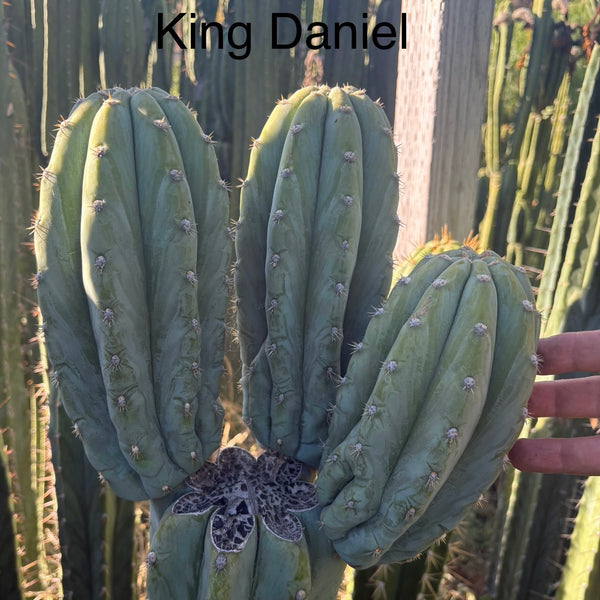 EC277 EXACT Trichocereus Pachanoi Dan X Sharxx Blue “King