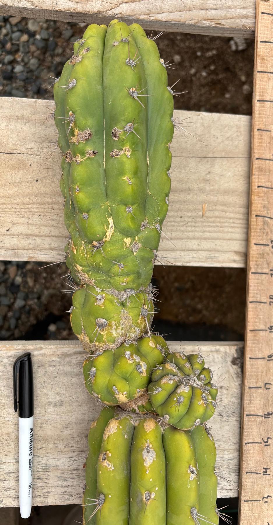 #EC278 EXACT Trichocereus 26”-Cactus - Large - Exact-The Succulent Source