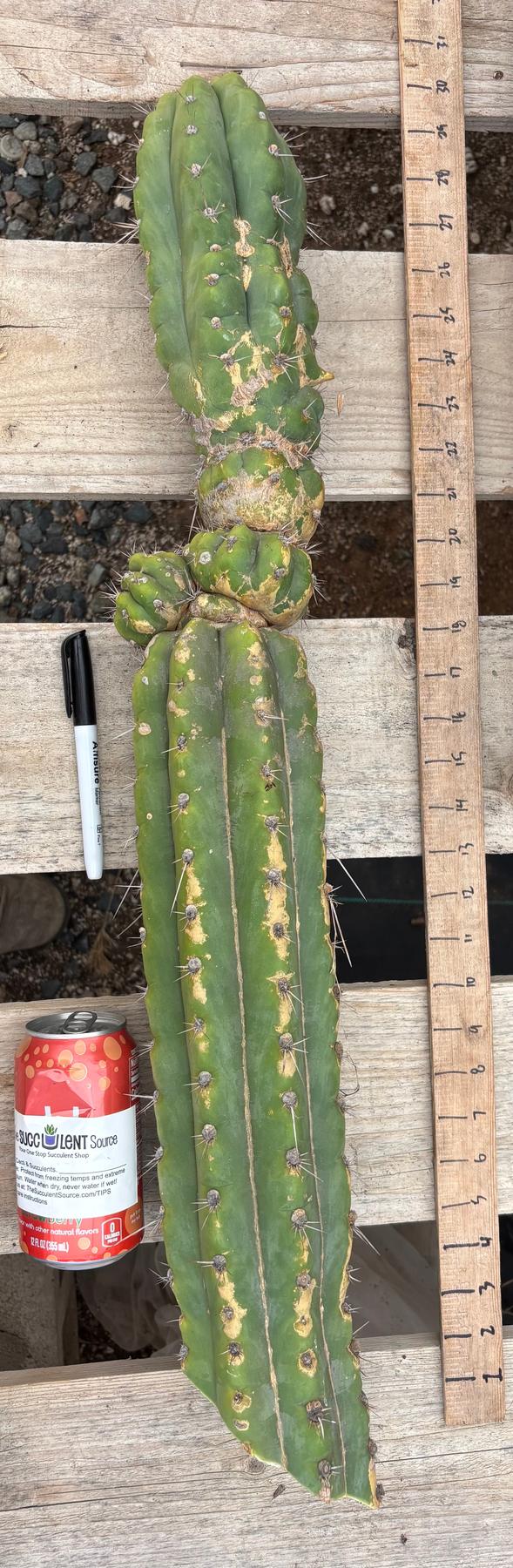 #EC278 EXACT Trichocereus 26”-Cactus - Large - Exact-The Succulent Source