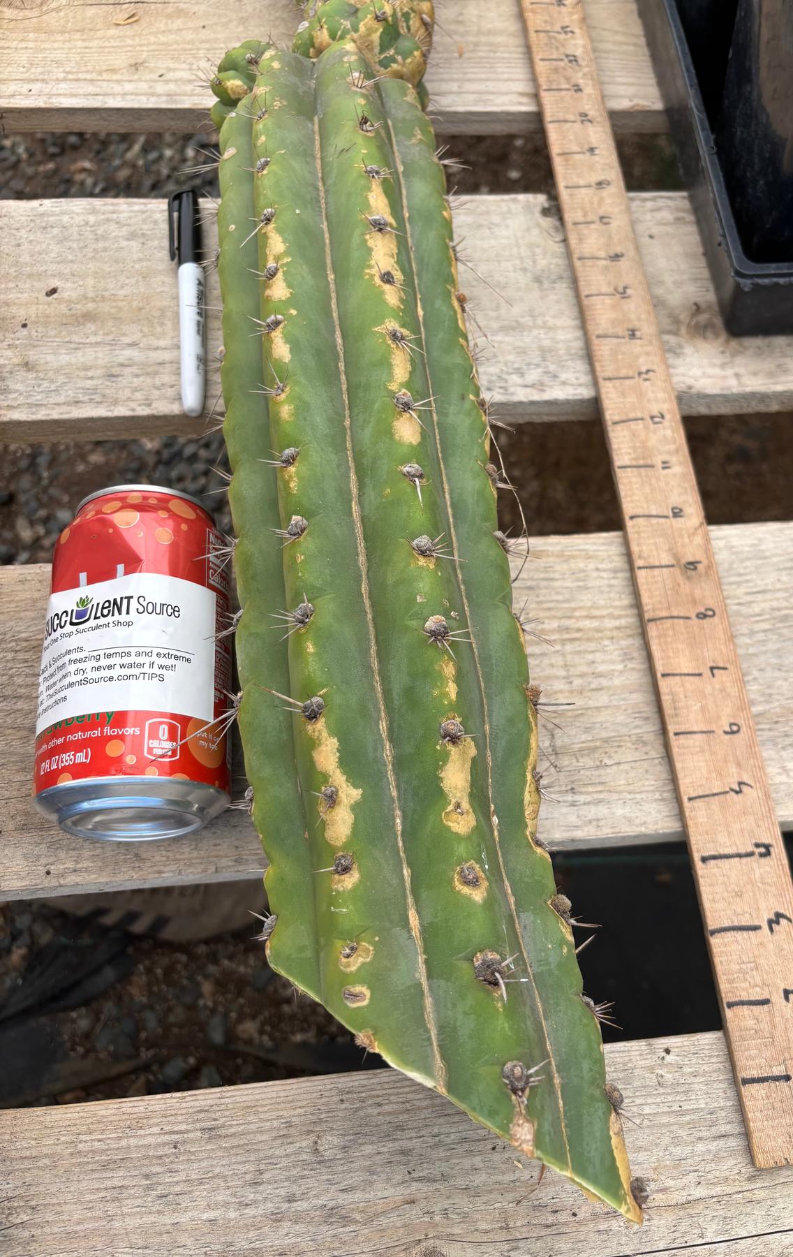 #EC278 EXACT Trichocereus 26”-Cactus - Large - Exact-The Succulent Source