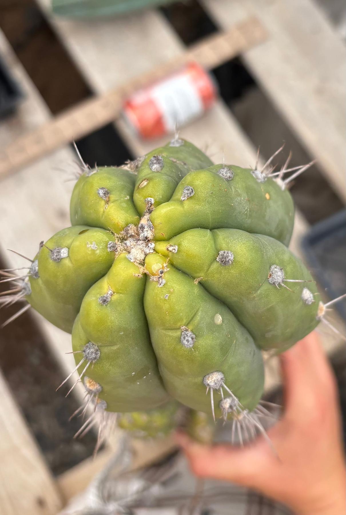#EC278 EXACT Trichocereus 26”-Cactus - Large - Exact-The Succulent Source