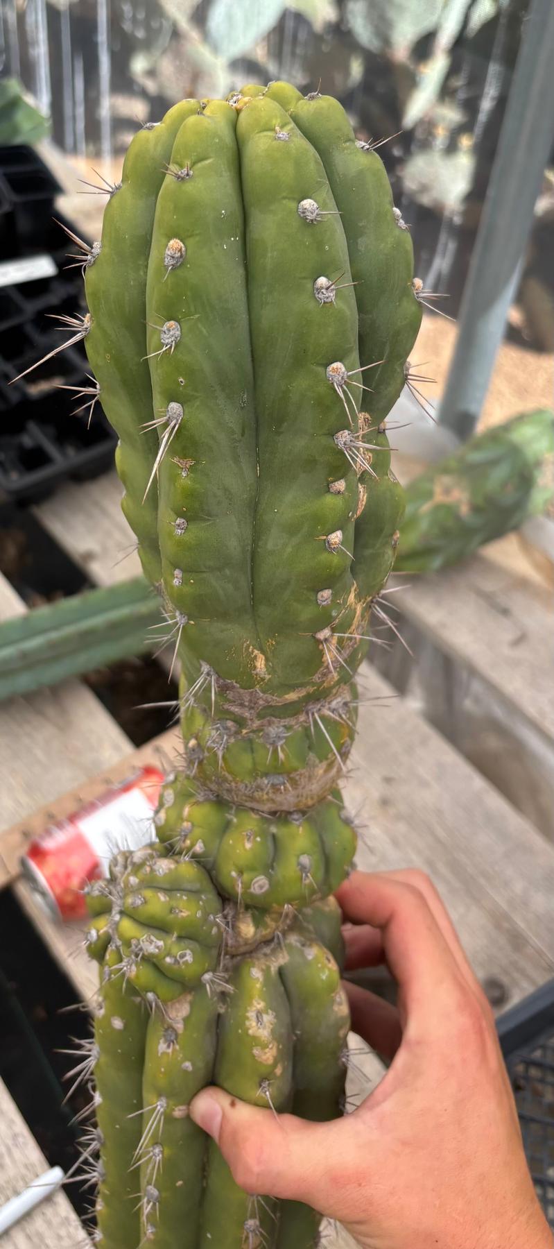 #EC278 EXACT Trichocereus 26”-Cactus - Large - Exact-The Succulent Source