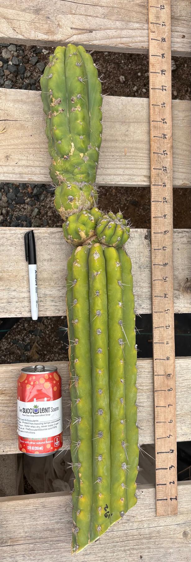 #EC278 EXACT Trichocereus 26”-Cactus - Large - Exact-The Succulent Source