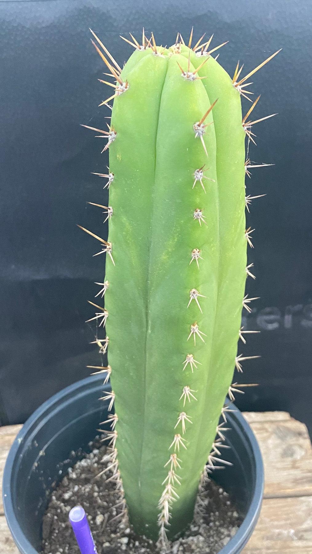 #EC278 EXACT Trichocereus Hybrid Huarazensis X Pachanoi UAWA Cactus 13”-Cactus - Large - Exact-The Succulent Source