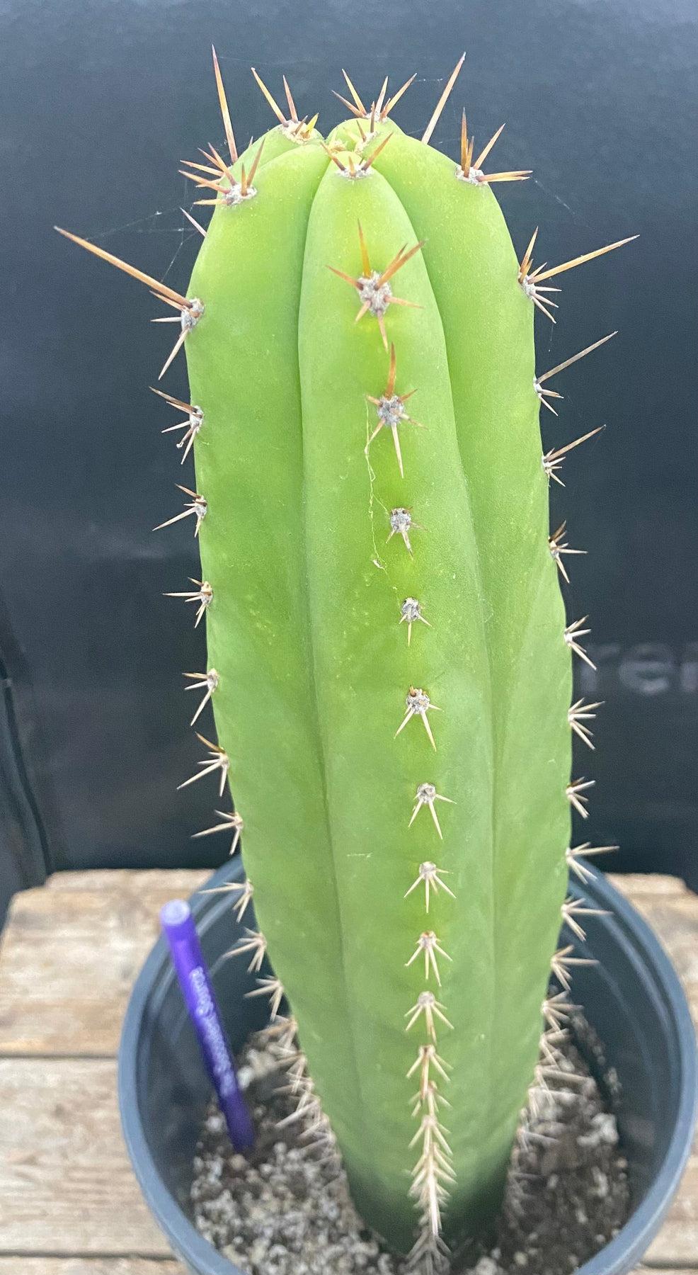 #EC278 EXACT Trichocereus Hybrid Huarazensis X Pachanoi UAWA Cactus 13”-Cactus - Large - Exact-The Succulent Source