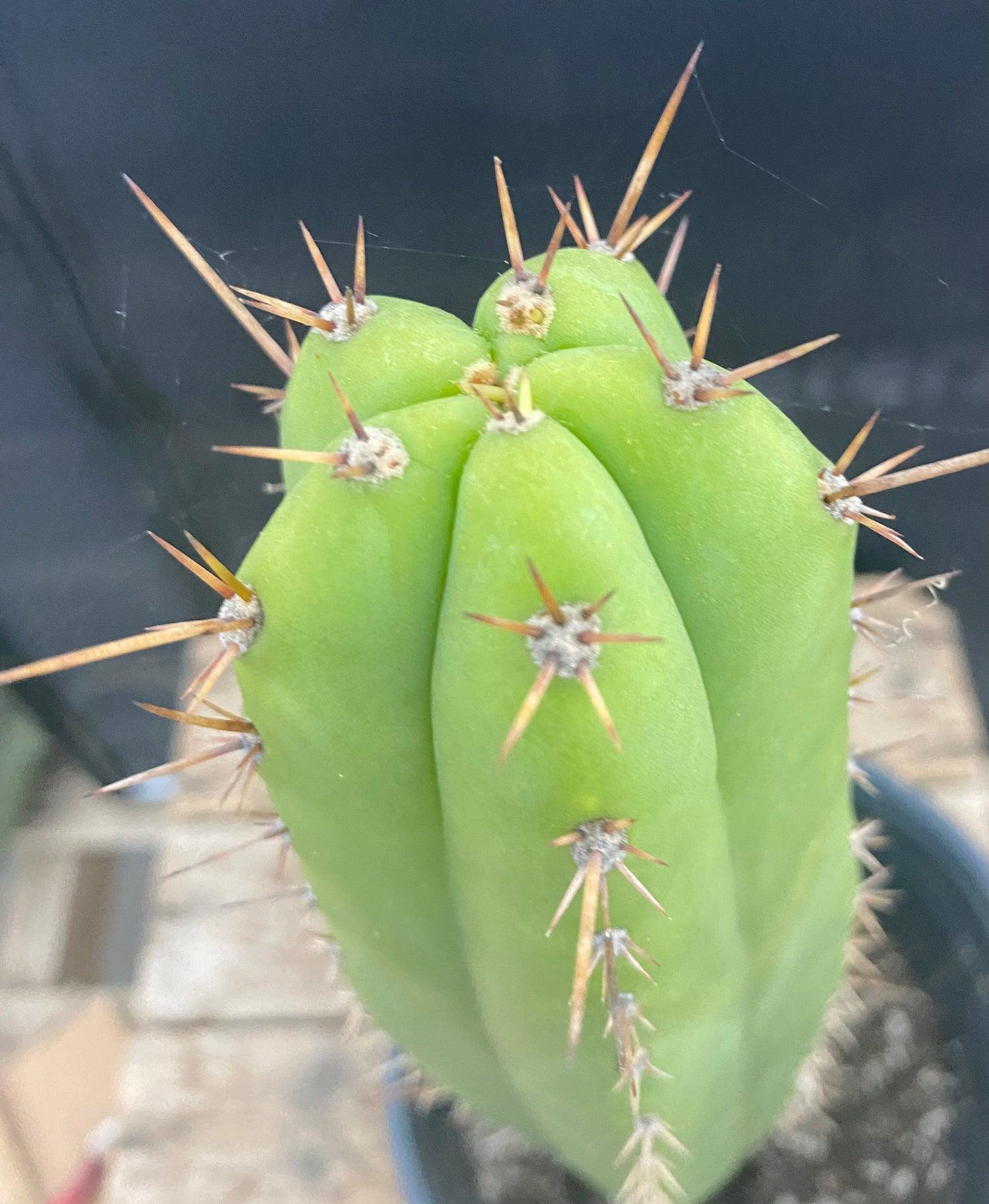 #EC278 EXACT Trichocereus Hybrid Huarazensis X Pachanoi UAWA Cactus 13”-Cactus - Large - Exact-The Succulent Source