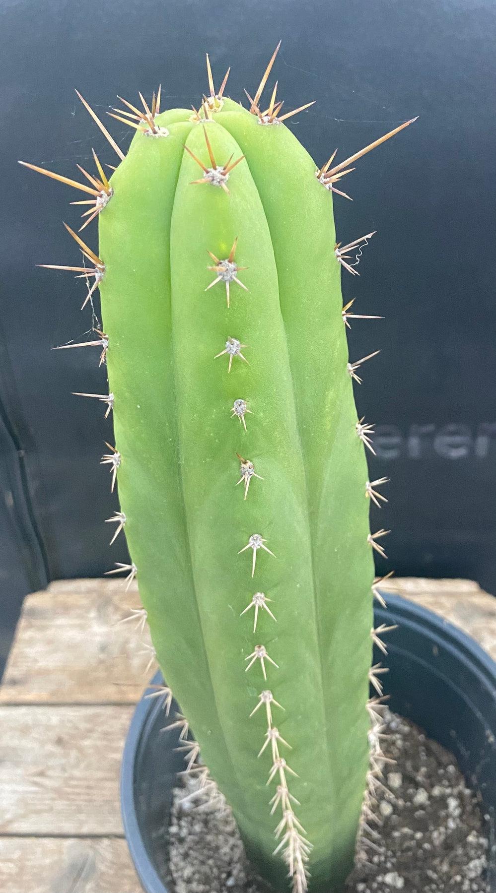 #EC278 EXACT Trichocereus Hybrid Huarazensis X Pachanoi UAWA Cactus 13”-Cactus - Large - Exact-The Succulent Source