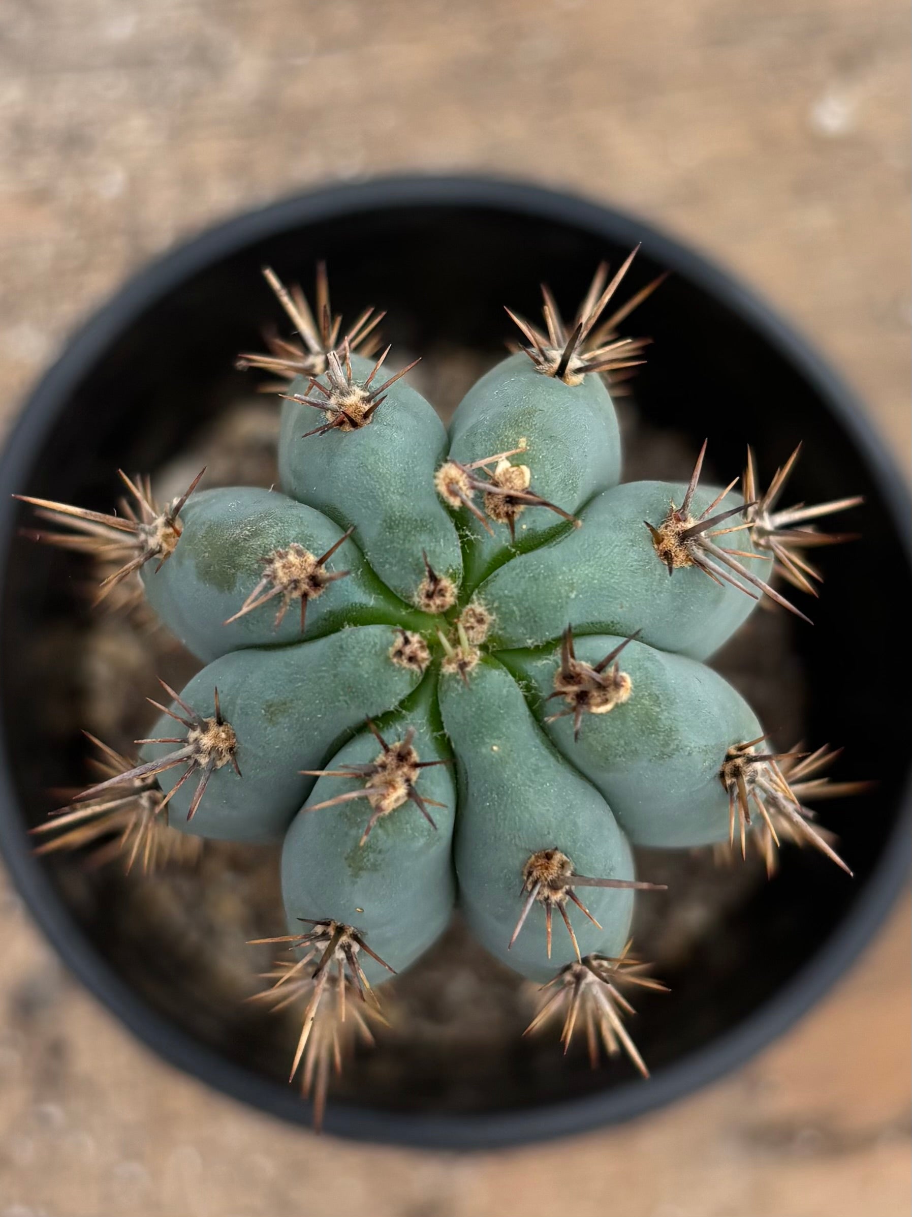 succulent blue cactus #EC278 EXACT Trichocereus Peru Rosei2 X Sharxx Blue Cactus 12”