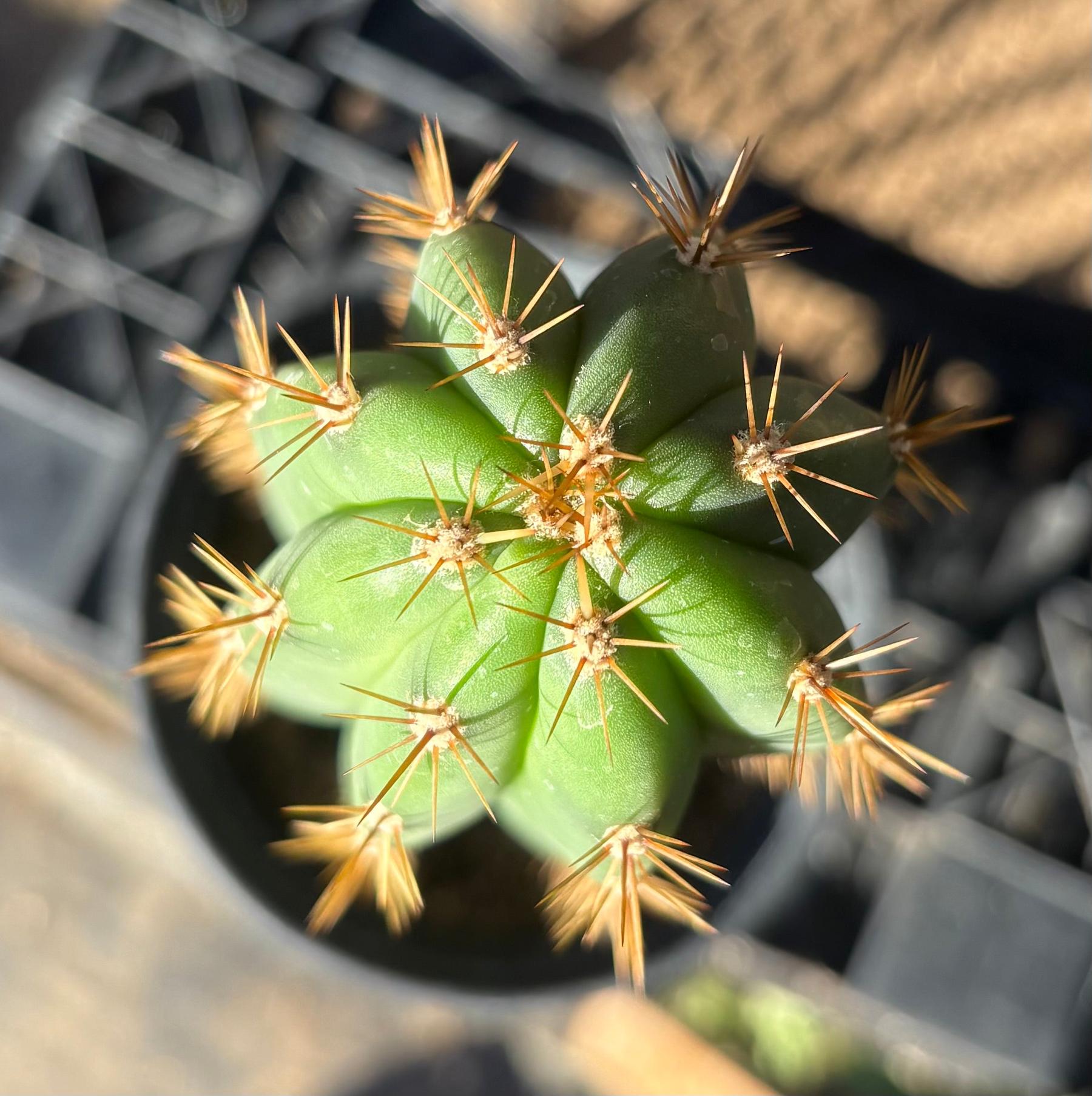 #EC278 EXACT Trichocereus Super Pedro X SASS Cactus 15.5””-Cactus - Large - Exact-The Succulent Source