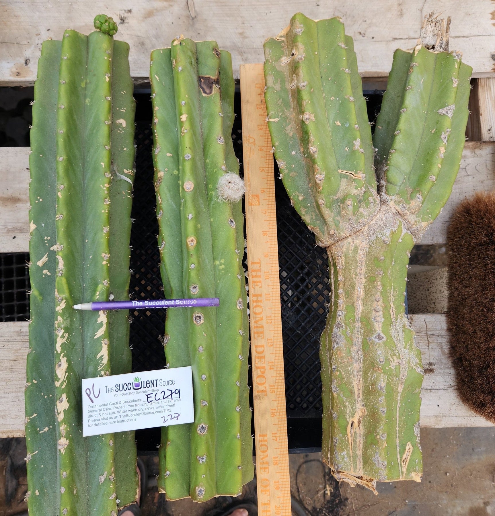#EC279 EXACT Trichocereus Pachanoi PC Ornamental Cactus Cutting Lot-Cactus - Large - Exact-The Succulent Source