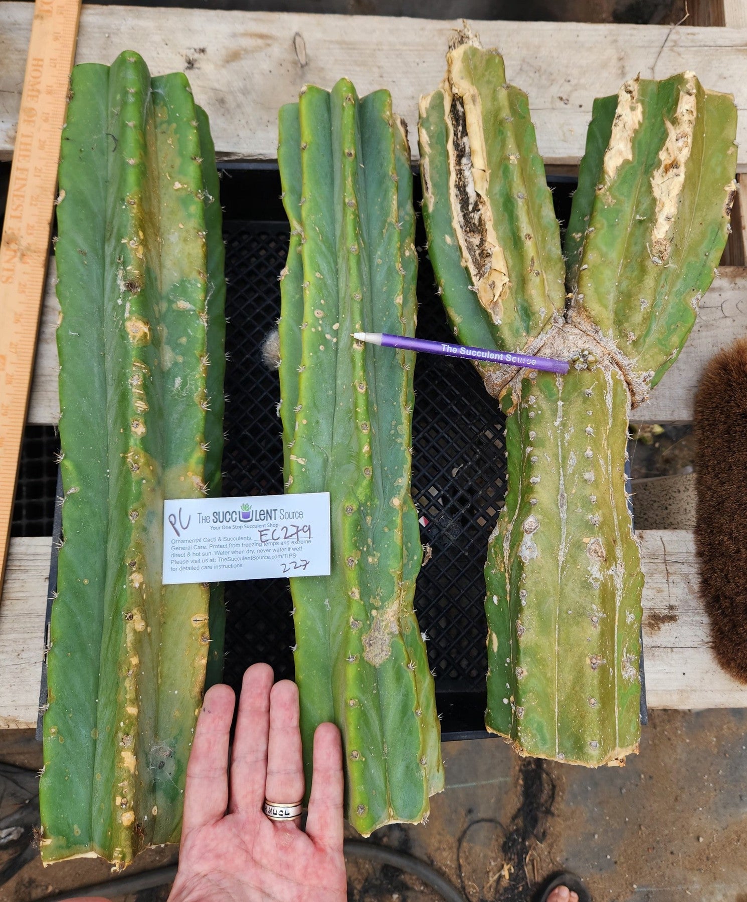 #EC279 EXACT Trichocereus Pachanoi PC Ornamental Cactus Cutting Lot-Cactus - Large - Exact-The Succulent Source