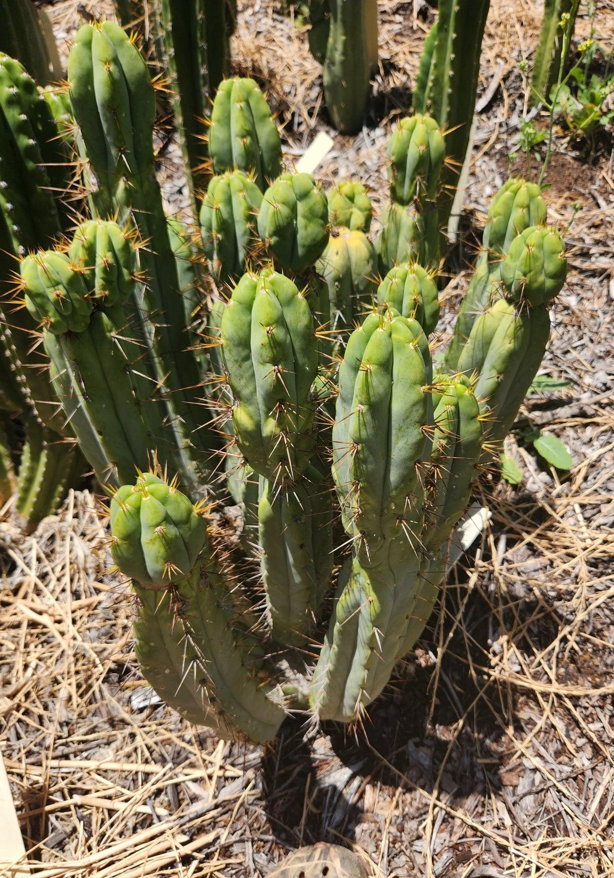 #EC28 EXACT Trichocereus OTB "Old Town Bridgesii" Cactus cutting 8-10"-Cactus - Large - Exact-The Succulent Source