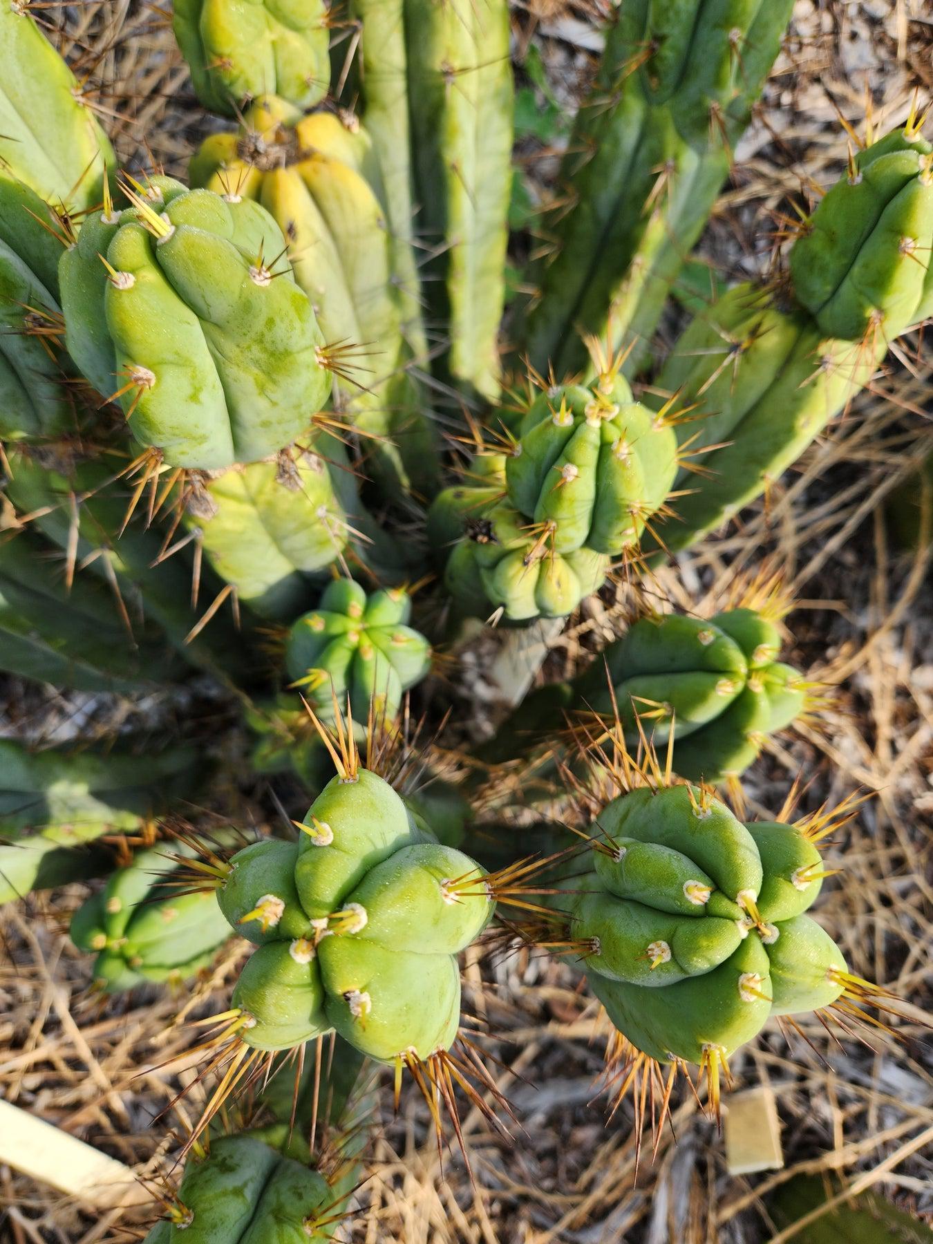 #EC28 EXACT Trichocereus OTB "Old Town Bridgesii" Cactus cutting 8-10"-Cactus - Large - Exact-The Succulent Source