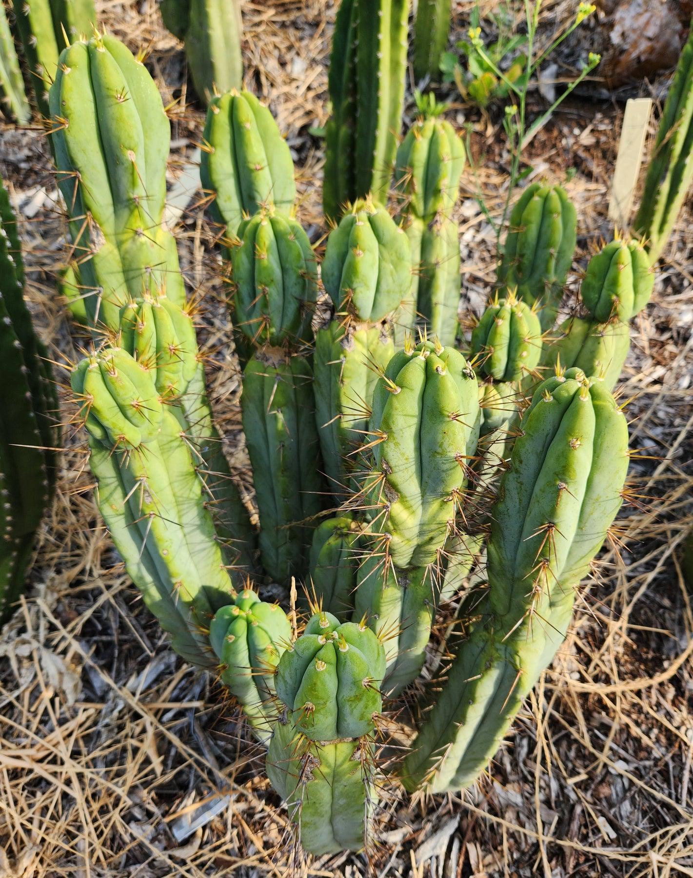 #EC28 EXACT Trichocereus OTB "Old Town Bridgesii" Cactus cutting 8-10"-Cactus - Large - Exact-The Succulent Source