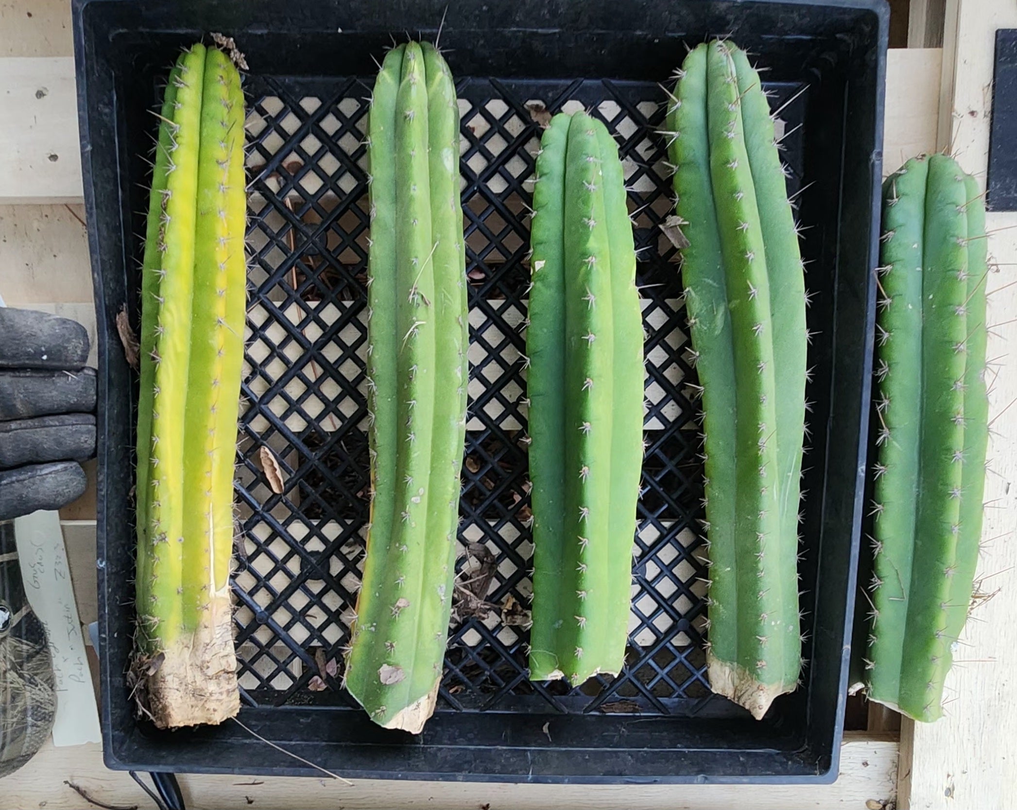 #EC281 EXACT Trichocereus Pachanoi Cactus NOT-PC Grafting Bargain Cuttings Lot-Cactus - Large - Exact-The Succulent Source