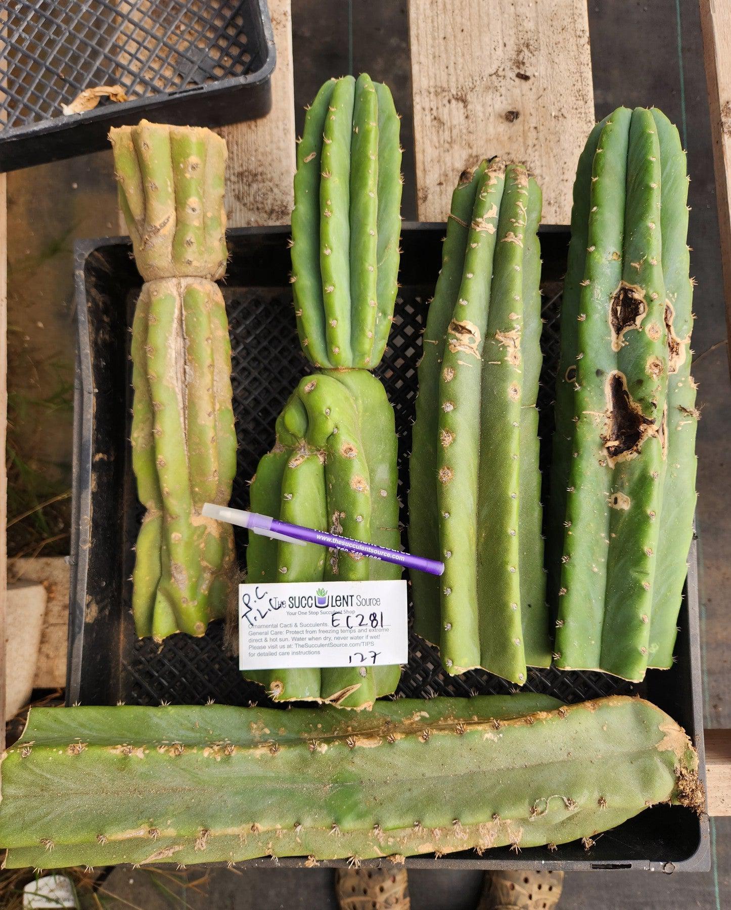 #EC281 EXACT Trichocereus Pachanoi PC Cactus TLC Cuttings-Cactus - Large - Exact-The Succulent Source