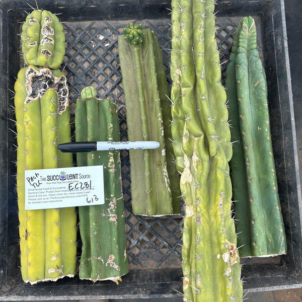 san pedro cactus non pc San Pedro Cactus for Sale Trichocereus