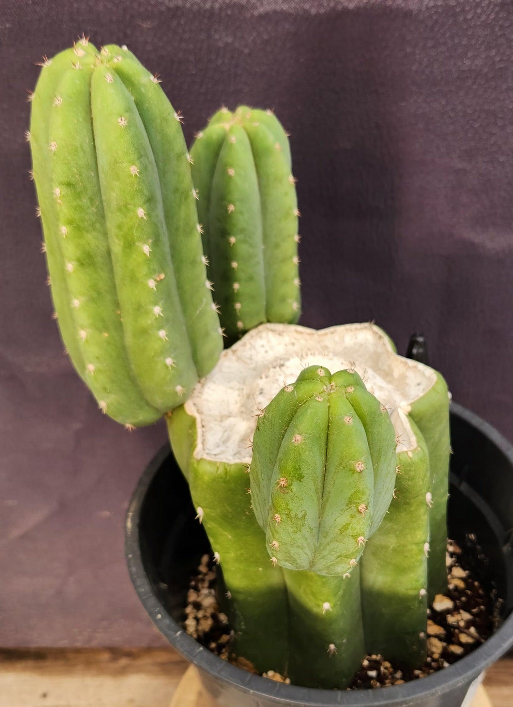 #EC282 EXACT Trichocereus Pachanoi Cactus 11"-Cactus - Large - Exact-The Succulent Source