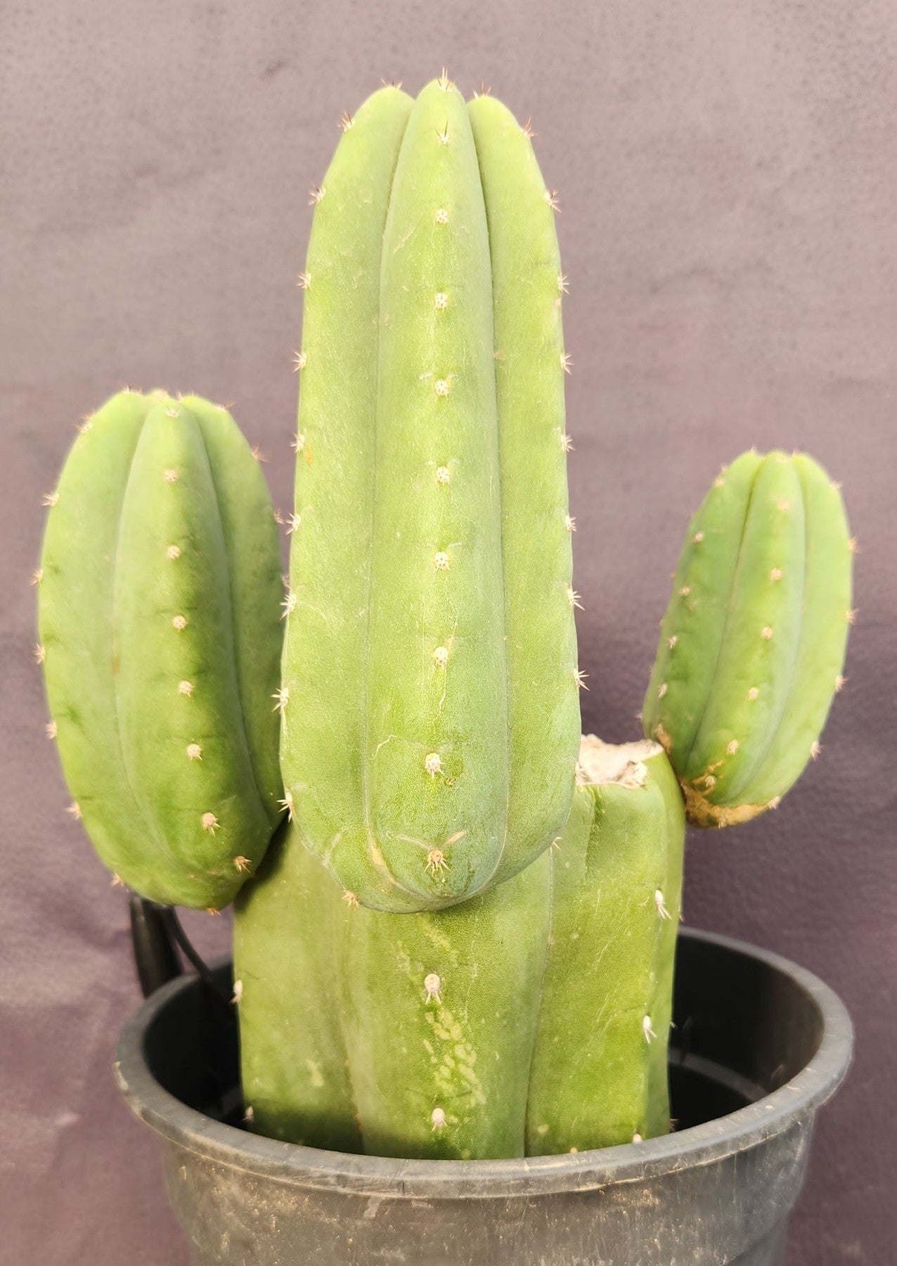 #EC282 EXACT Trichocereus Pachanoi Cactus 11"-Cactus - Large - Exact-The Succulent Source