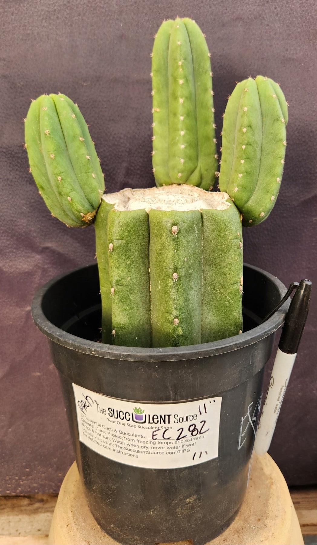 #EC282 EXACT Trichocereus Pachanoi Cactus 11"-Cactus - Large - Exact-The Succulent Source