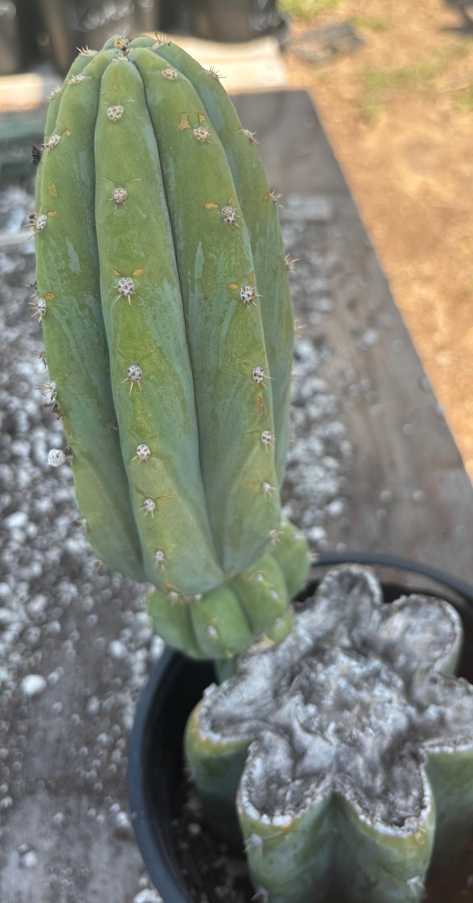 #EC282 EXACT Trichocereus Pachanoi JS444 Cactus 12.5"-Cactus - Large - Exact-The Succulent Source