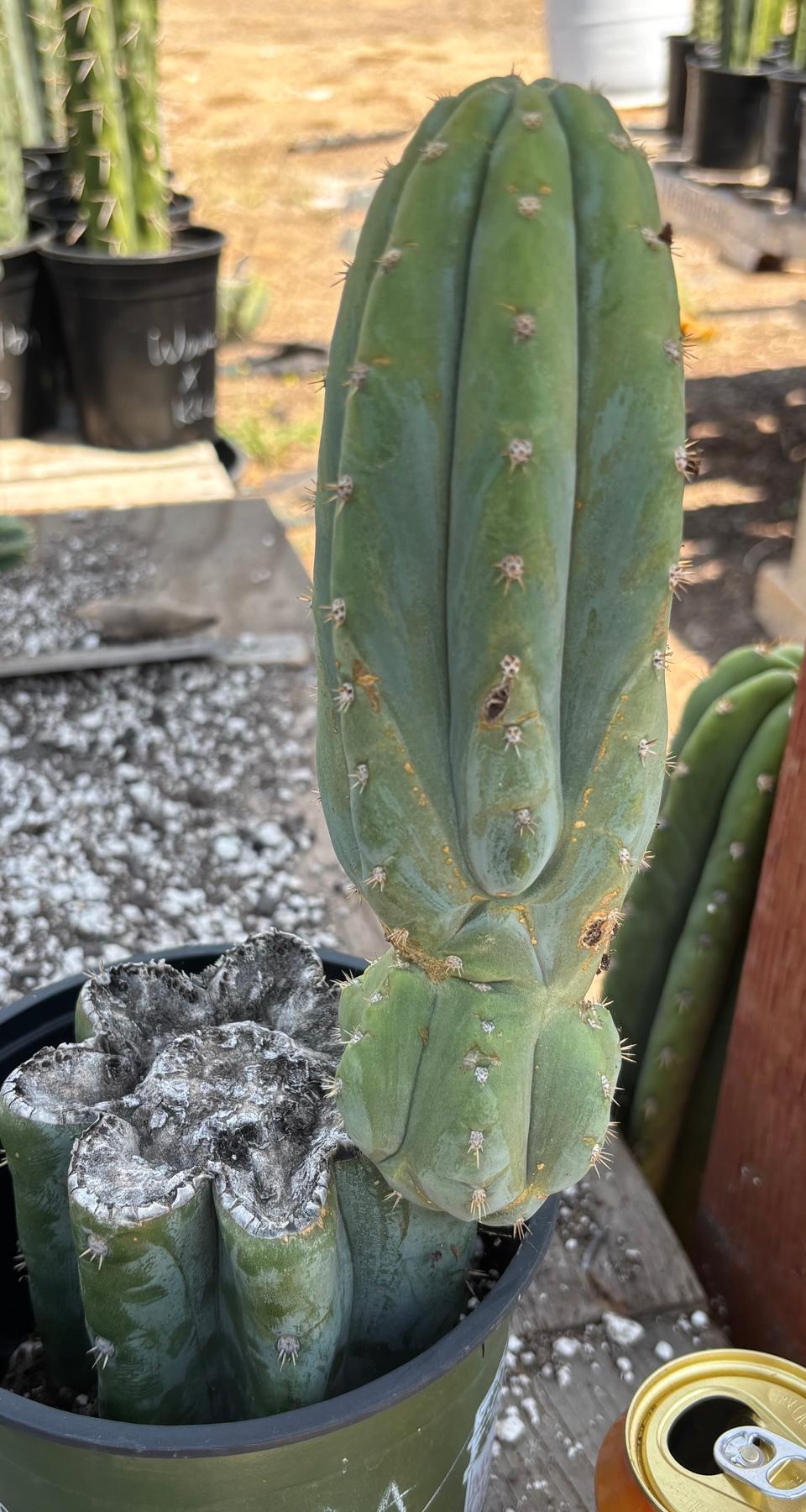 #EC282 EXACT Trichocereus Pachanoi JS444 Cactus 12.5"-Cactus - Large - Exact-The Succulent Source