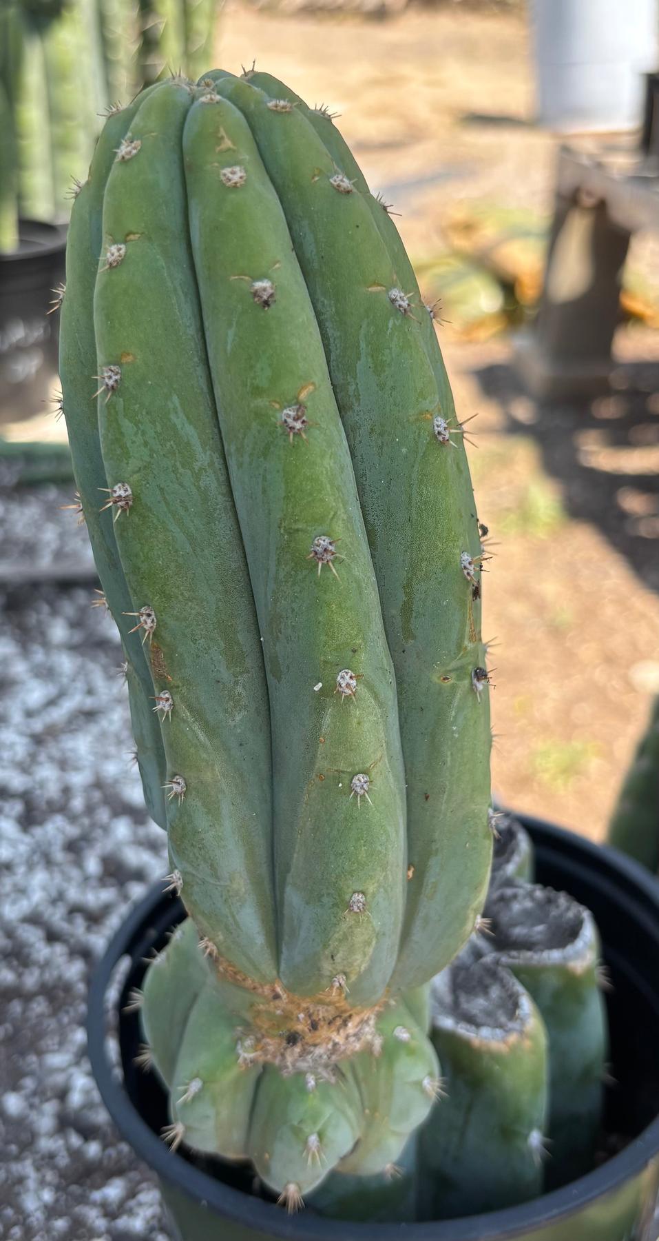 #EC282 EXACT Trichocereus Pachanoi JS444 Cactus 12.5"-Cactus - Large - Exact-The Succulent Source
