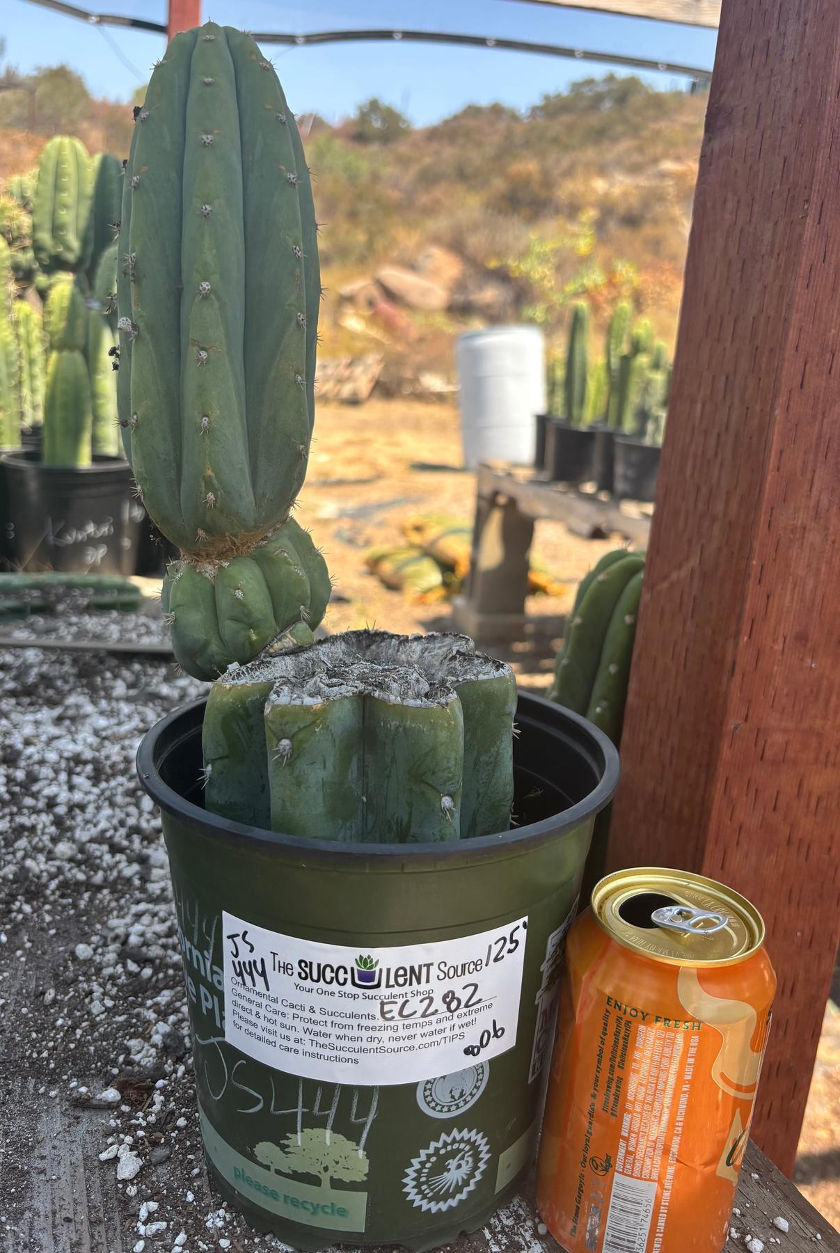 #EC282 EXACT Trichocereus Pachanoi JS444 Cactus 12.5"-Cactus - Large - Exact-The Succulent Source