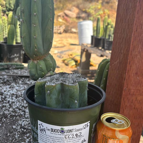 San Pedro Cactus for Sale Trichocereus - #EC282 EXACT Trichocereus