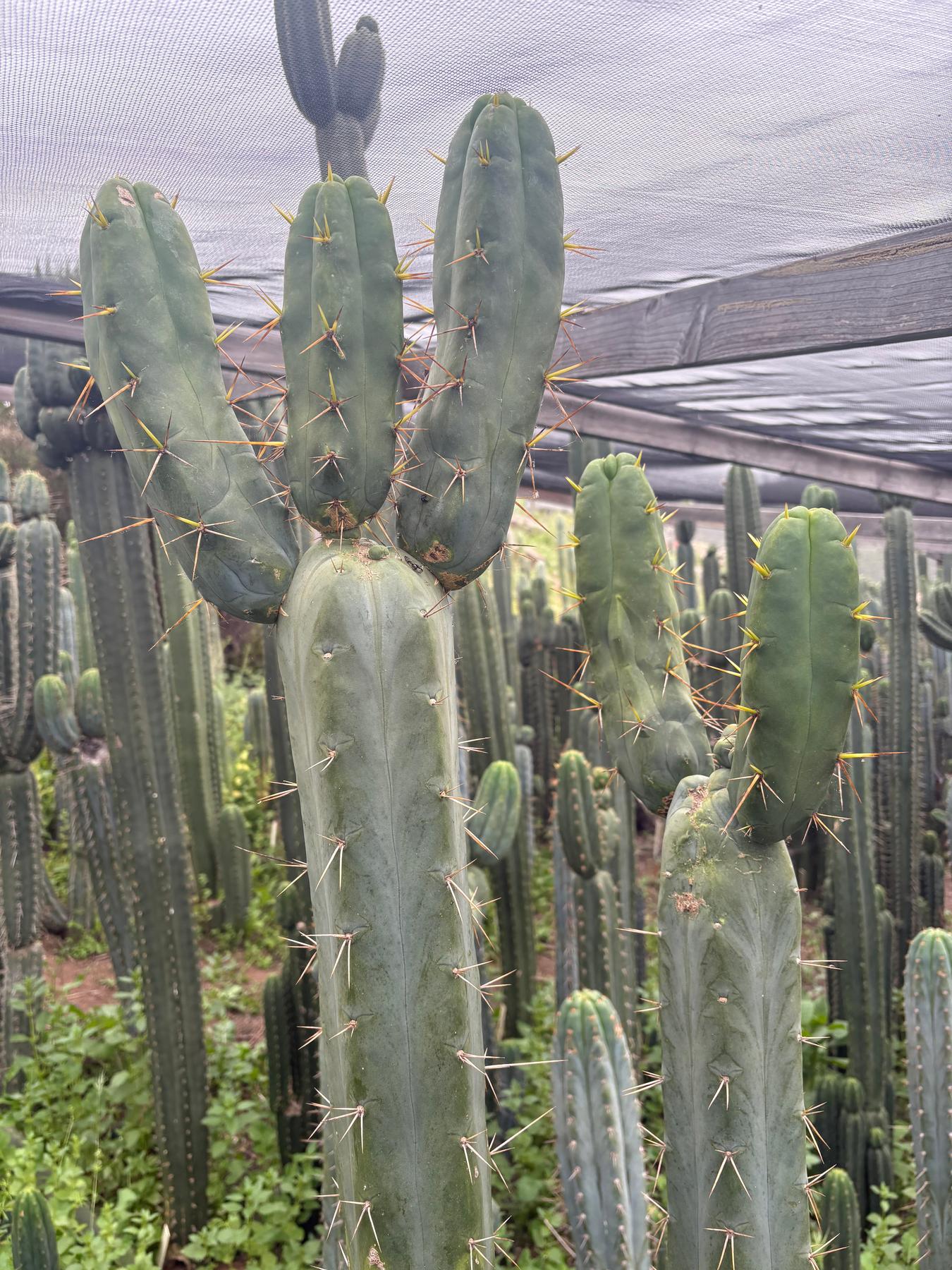 #EC283 EXACT Trichocereus Bridgesii EBAY “RB” Cactus Cutting 8”-Cactus - Large - Exact-The Succulent Source