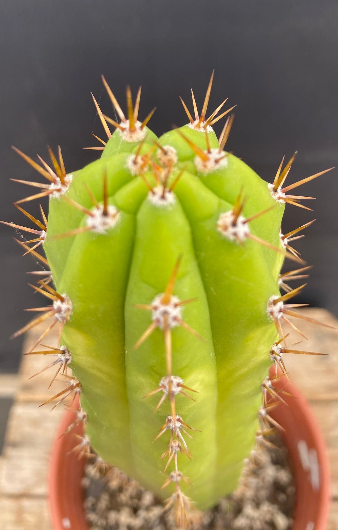 #EC283 EXACT Trichocereus Hybrid Lost Label Cactus 13"-Cactus - Large - Exact-The Succulent Source