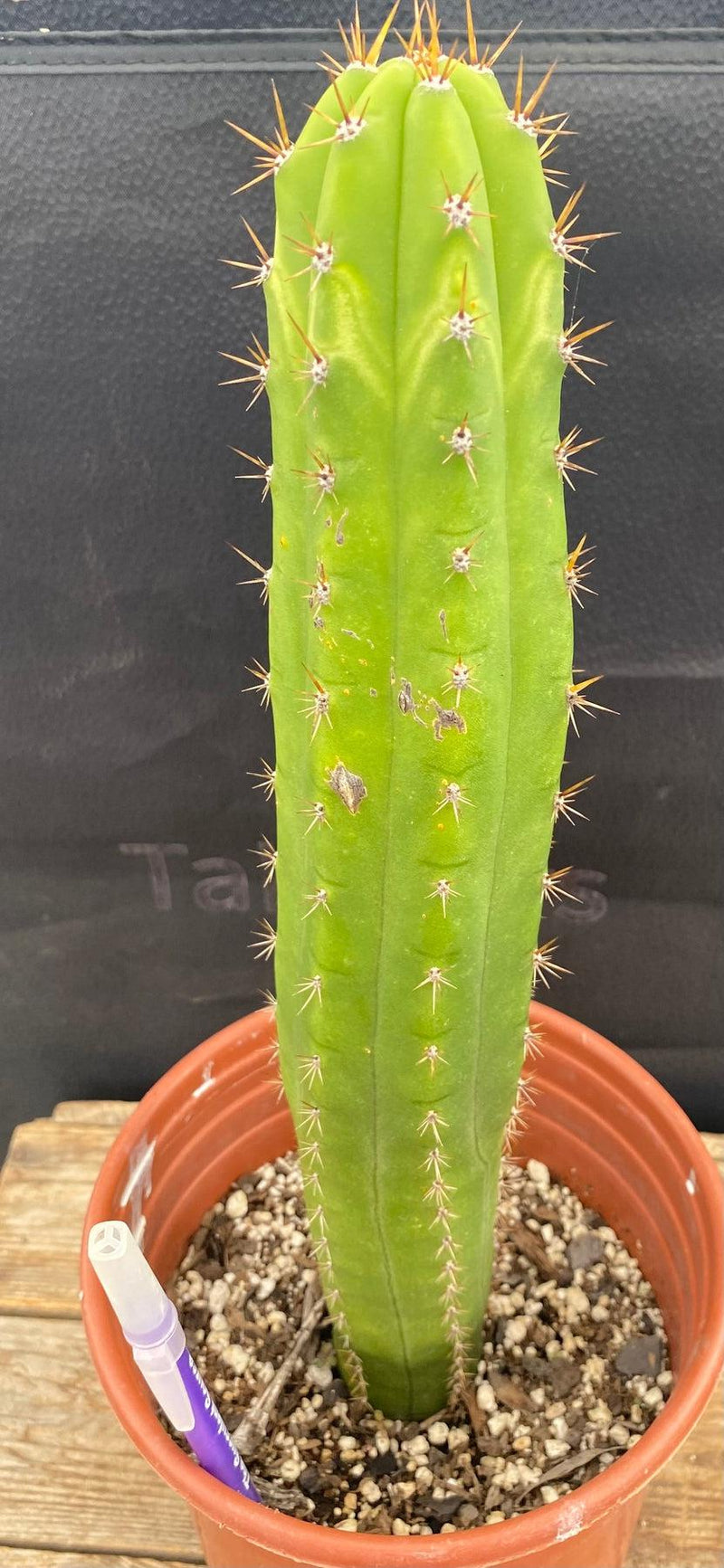 #EC283 EXACT Trichocereus Hybrid Lost Label Cactus 13"