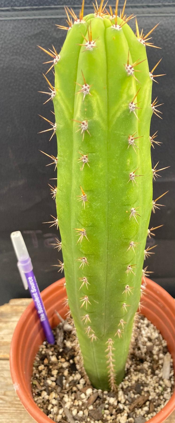 #EC283 EXACT Trichocereus Hybrid Lost Label Cactus 13"-Cactus - Large - Exact-The Succulent Source