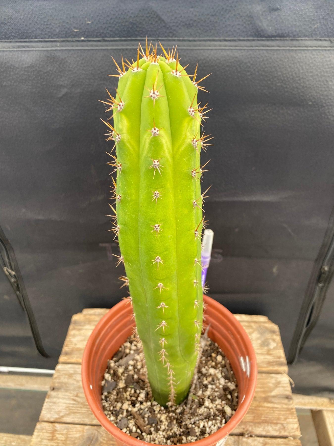 #EC283 EXACT Trichocereus Hybrid Lost Label Cactus 13"-Cactus - Large - Exact-The Succulent Source