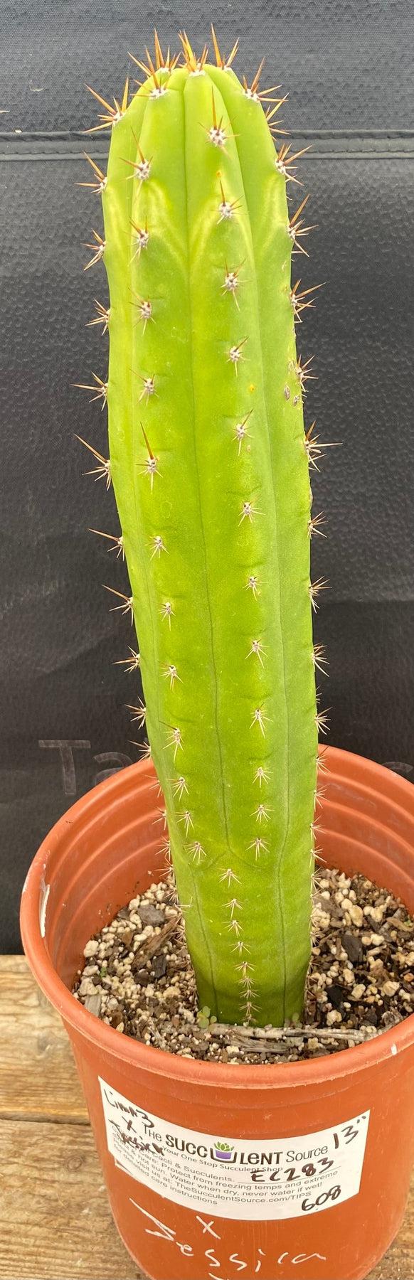 #EC283 EXACT Trichocereus Hybrid Lost Label Cactus 13"
