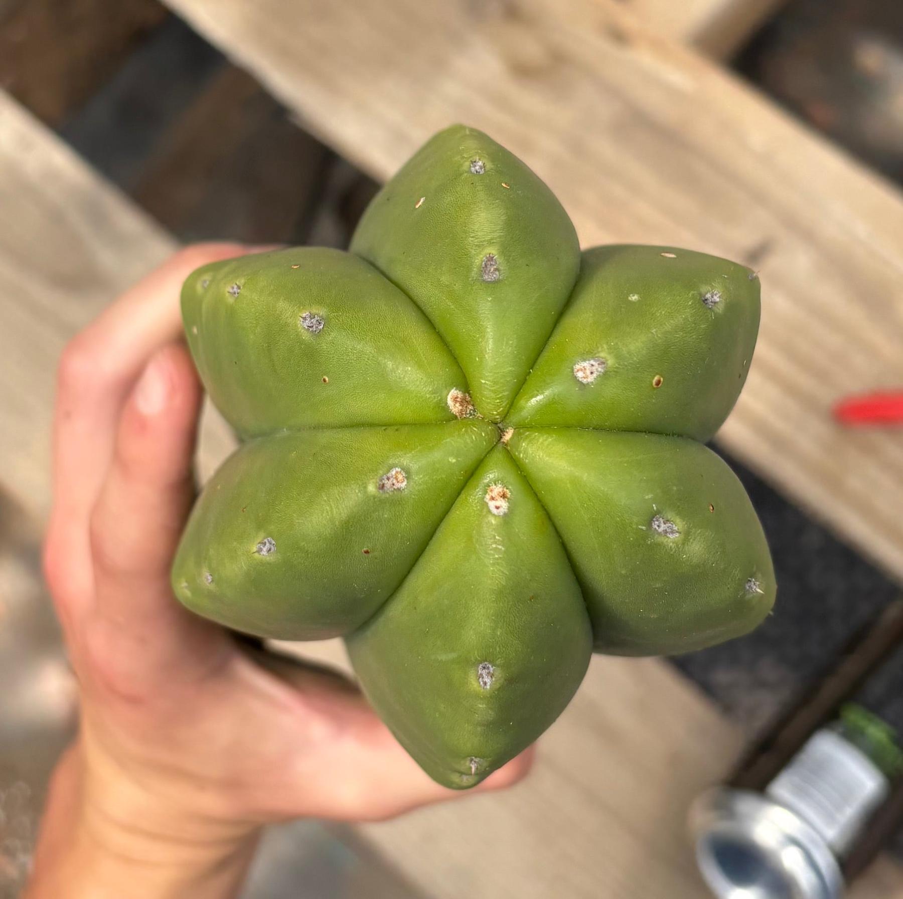 #EC284 EXACT Cordo X Kristy Cactus 13.5”-Cactus - Large - Exact-The Succulent Source