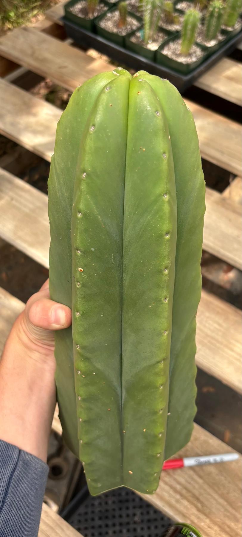 #EC284 EXACT Cordo X Kristy Cactus 13.5”-Cactus - Large - Exact-The Succulent Source
